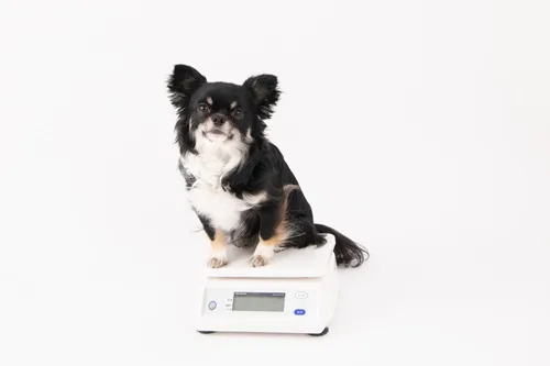 体重計にのる犬